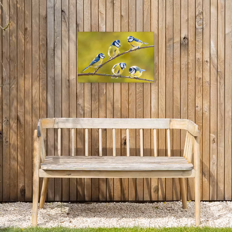 Buiten canvas - Vijf Koolmezen op een Tak — 3
