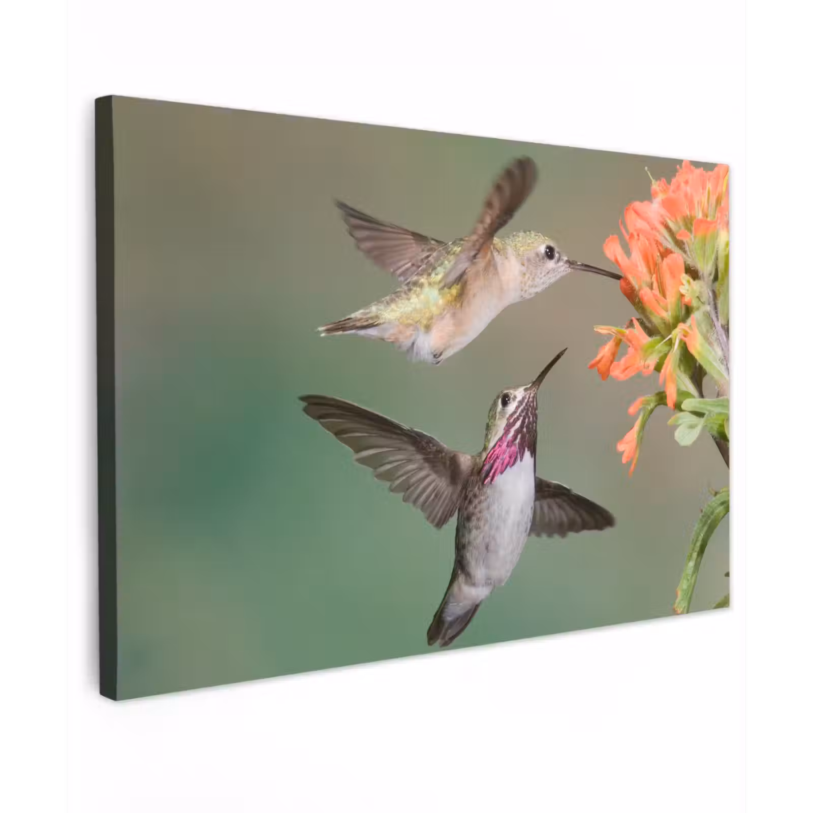 Buiten canvas - Kolibries bij Bloemen — 1