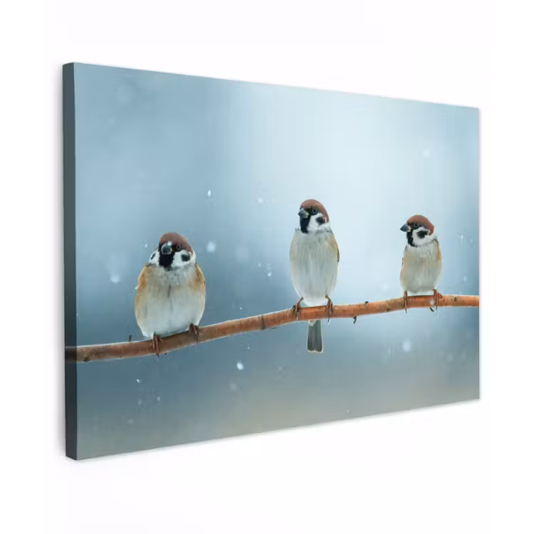 Buiten canvas - Mussen in de Sneeuw — 1