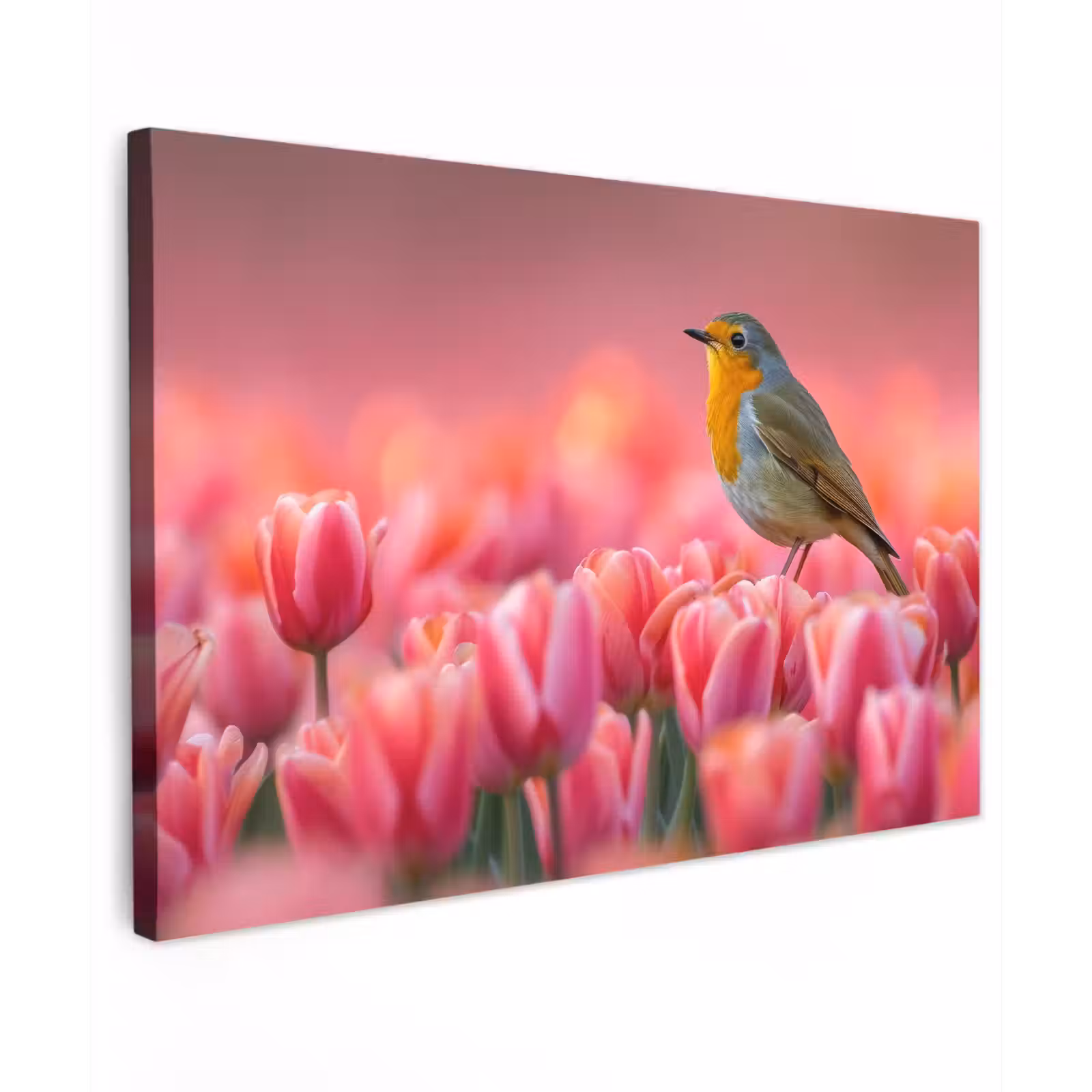 Buiten canvas - Roodborstje in Tulpenveld — 1
