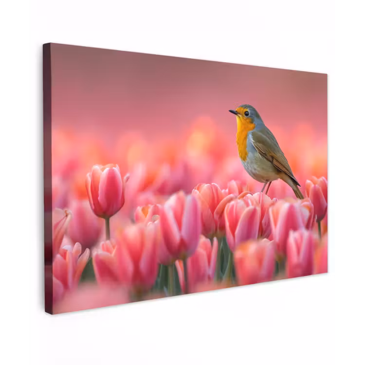 Buiten canvas - Roodborstje in Tulpenveld — 1