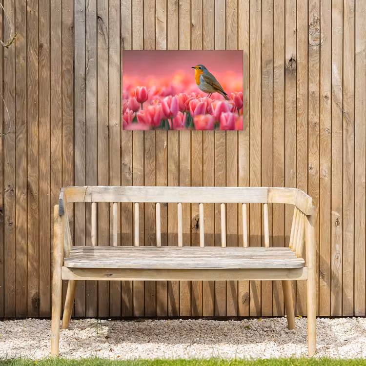 Buiten canvas - Roodborstje in Tulpenveld — 3