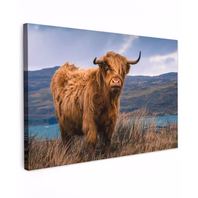 Buiten canvas - Hooglander bij het Meer — 1