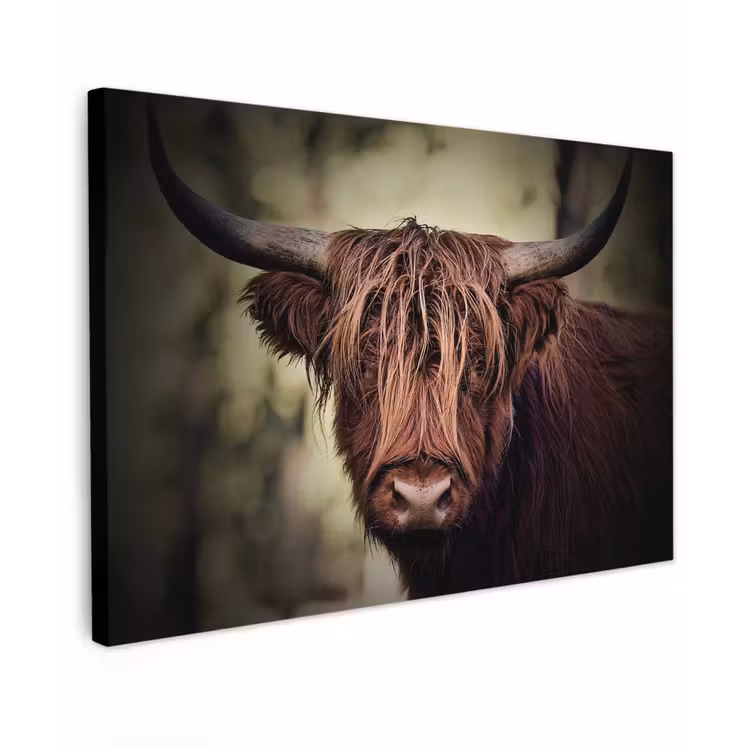 Buiten canvas - Majestueuze Hooglander in het Donker — 1