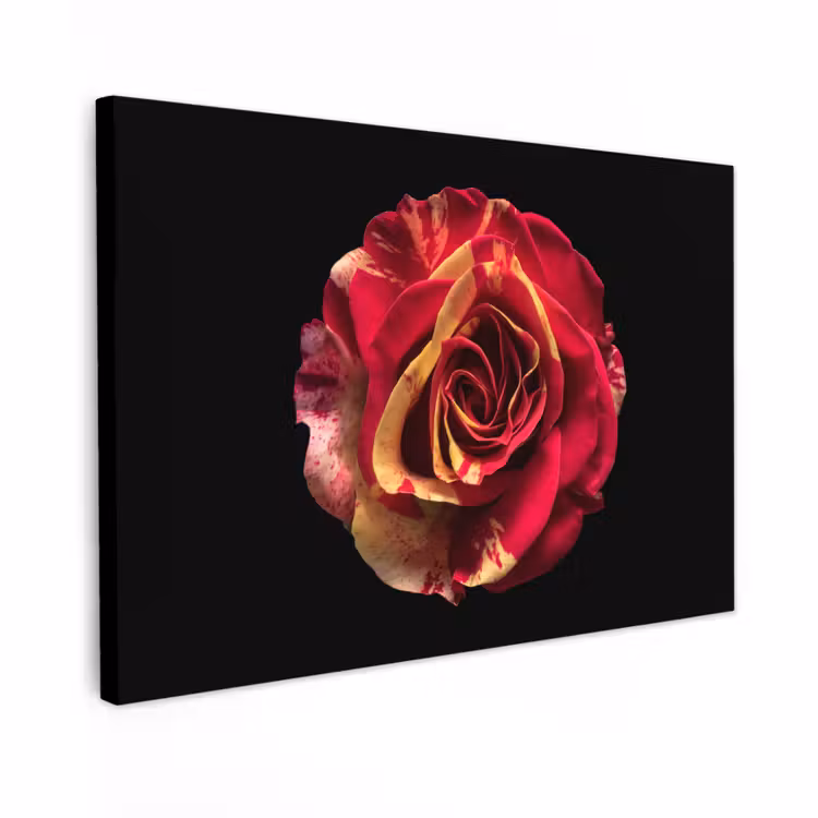 Buiten canvas - Bloem - Roos - Rood - Zwart