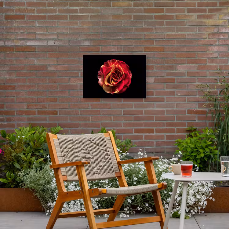 Buiten canvas - Bloem - Roos - Rood - Zwart — 2