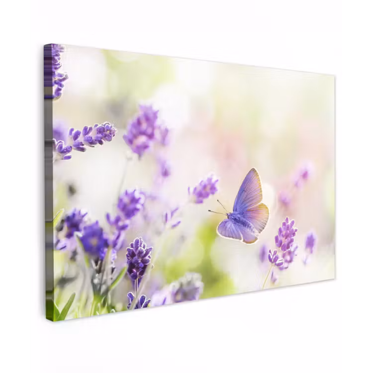 Buiten canvas - Lavendel - Vlinder - Bloemen — 1