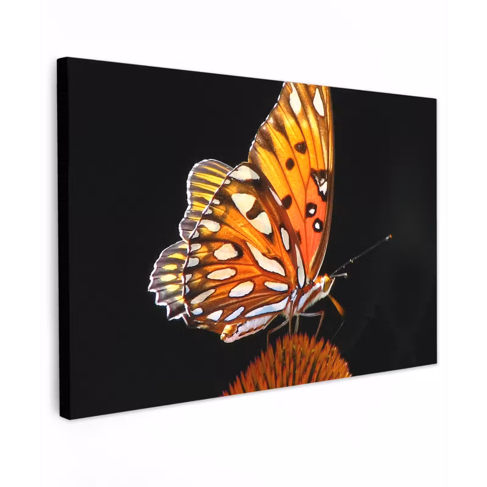 Buiten canvas - Vlinder op bloem — 1