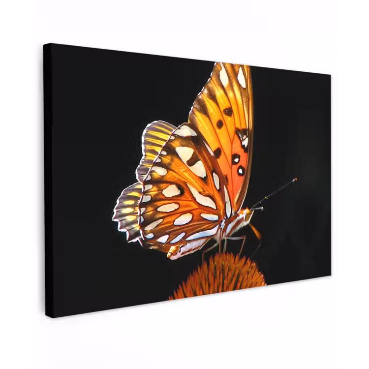 Buiten canvas - Vlinder - Bloemen - Insect - Portret - Zwart - Oranje — 1