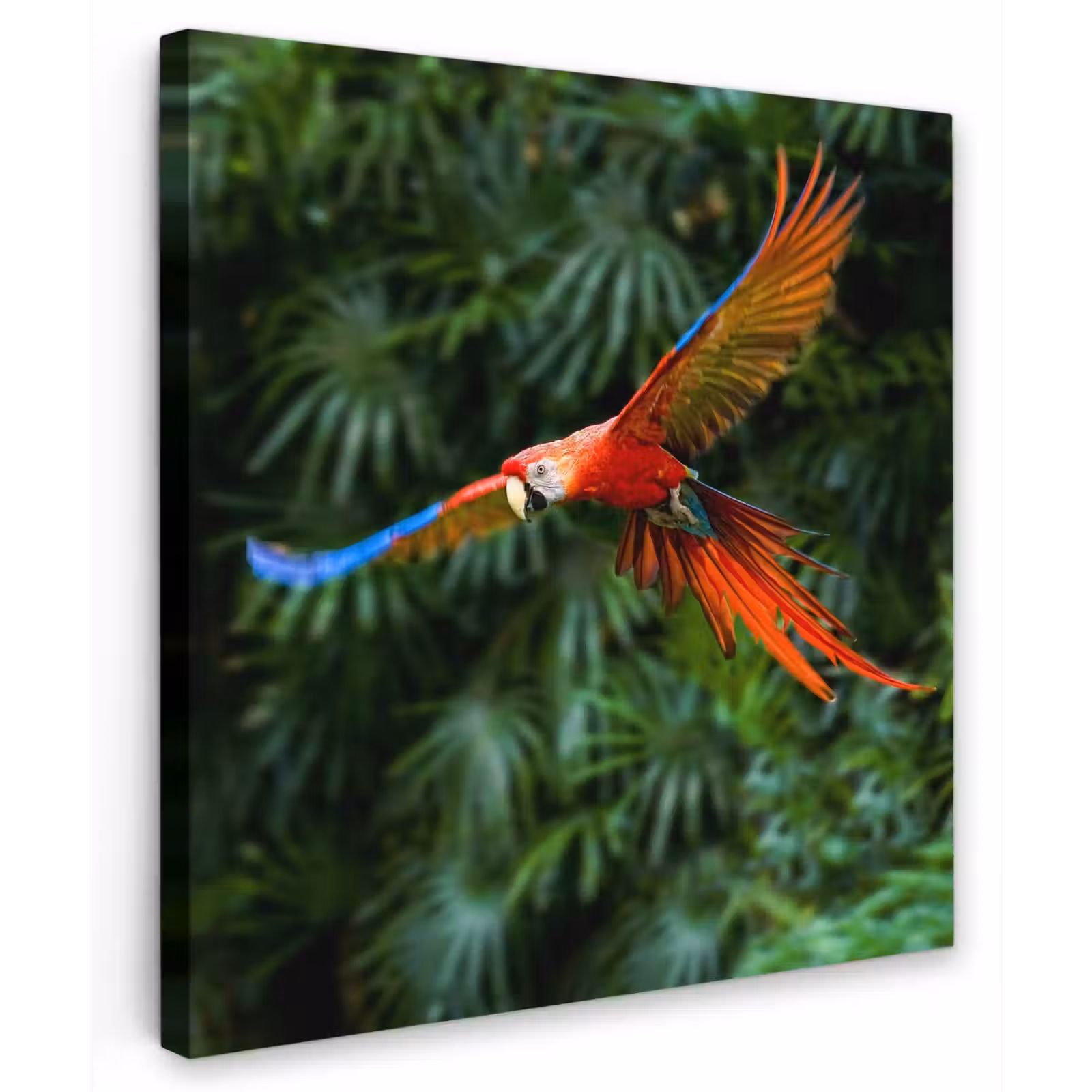 Buiten canvas - Kleurrijke papegaai is aan het vliegen — 1
