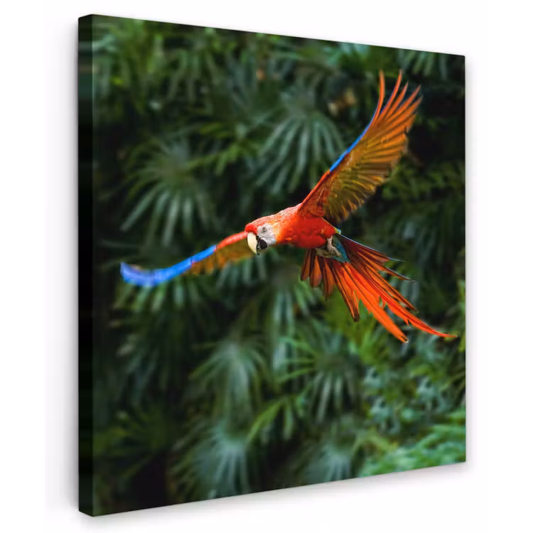 Buiten canvas - Kleurrijke papegaai is aan het vliegen — 1