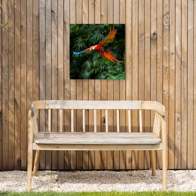 Buiten canvas - Kleurrijke papegaai is aan het vliegen — 3
