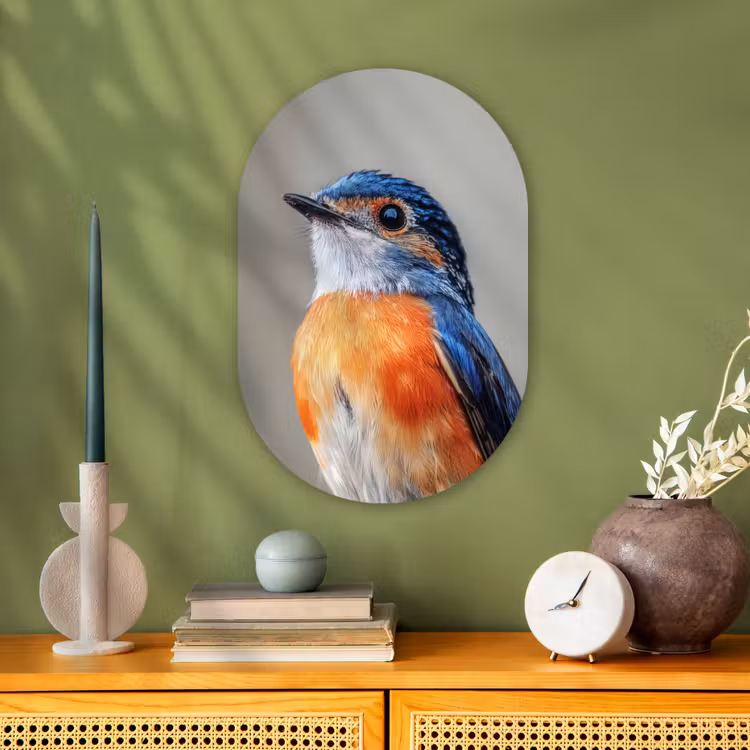 Muurovaal - Kleurrijk - Vogeltje - Veren - Blauw — 2