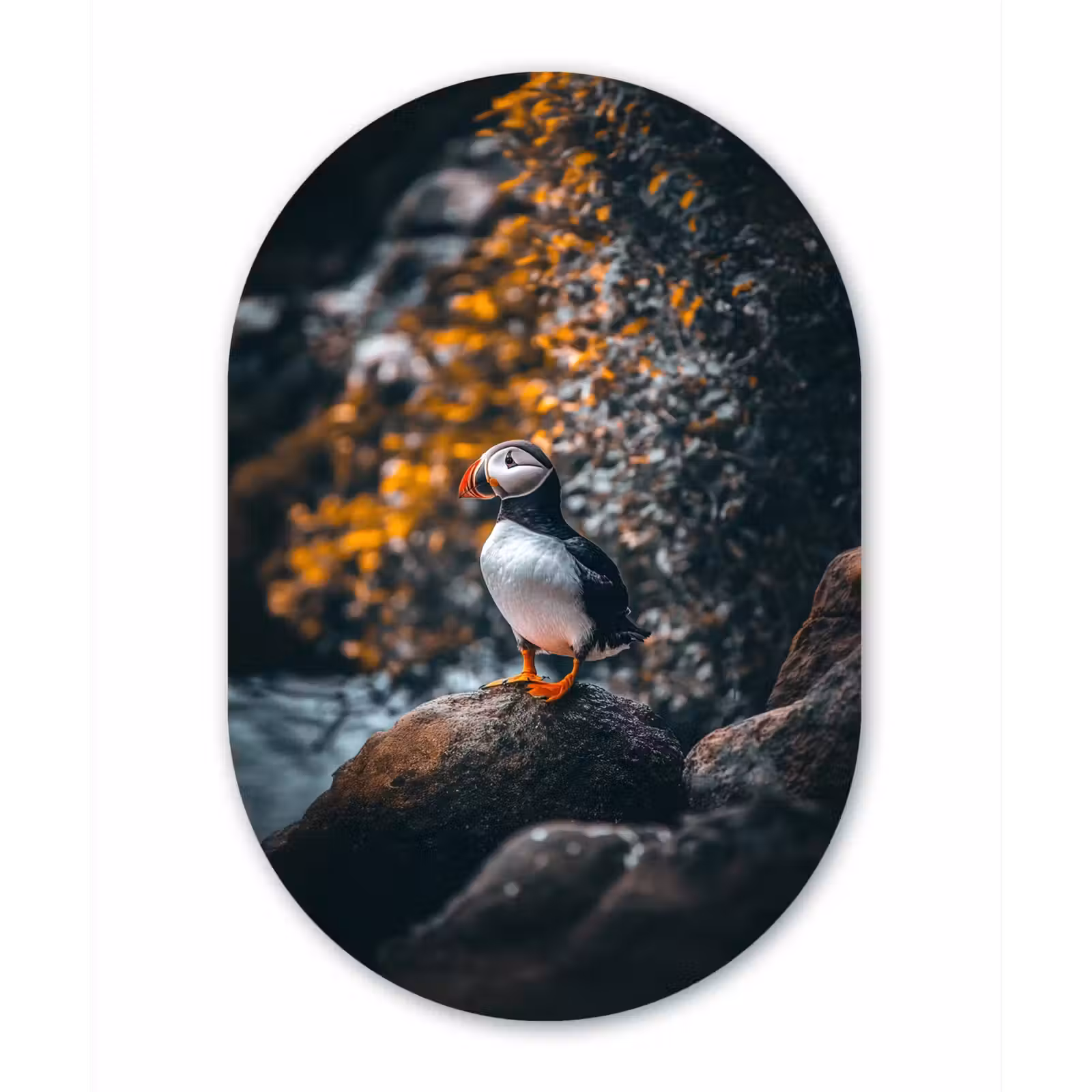 Muurovaal - Papegaai - Vogel - Rots - Wit — 1