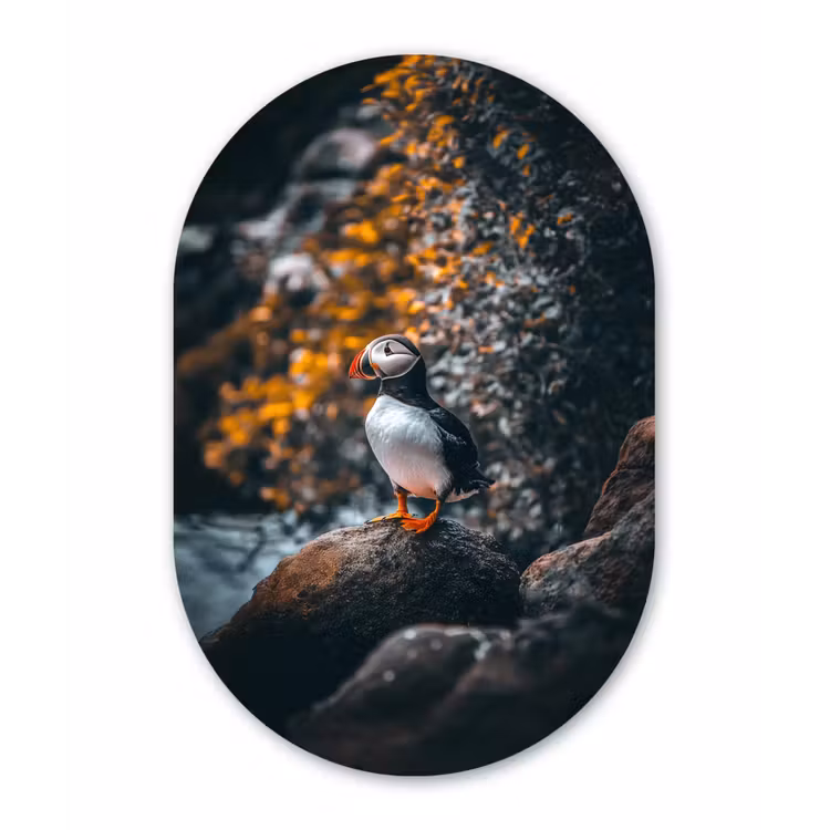 Muurovaal - Papegaai - Vogel - Rots - Wit — 1