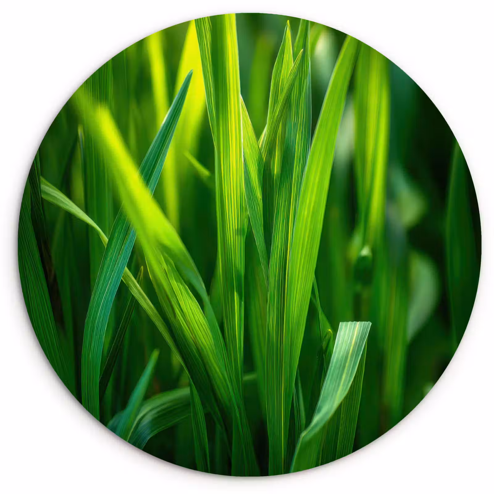 Muurcirkel - Grassprieten - Lichtinval - Groen — 1
