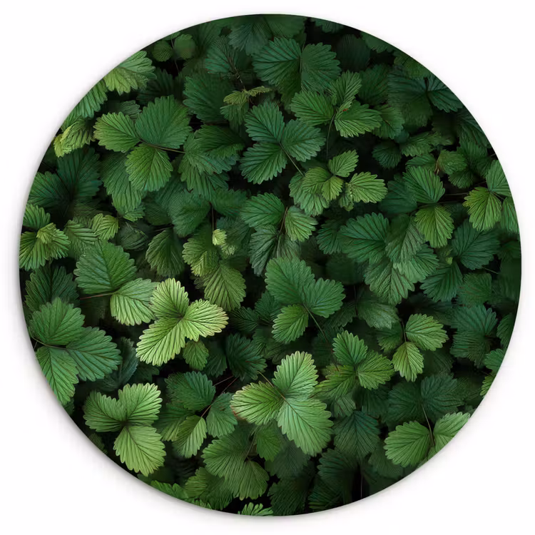Muurcirkel - Groen - Bladeren - Kartel - Zonlicht — 1