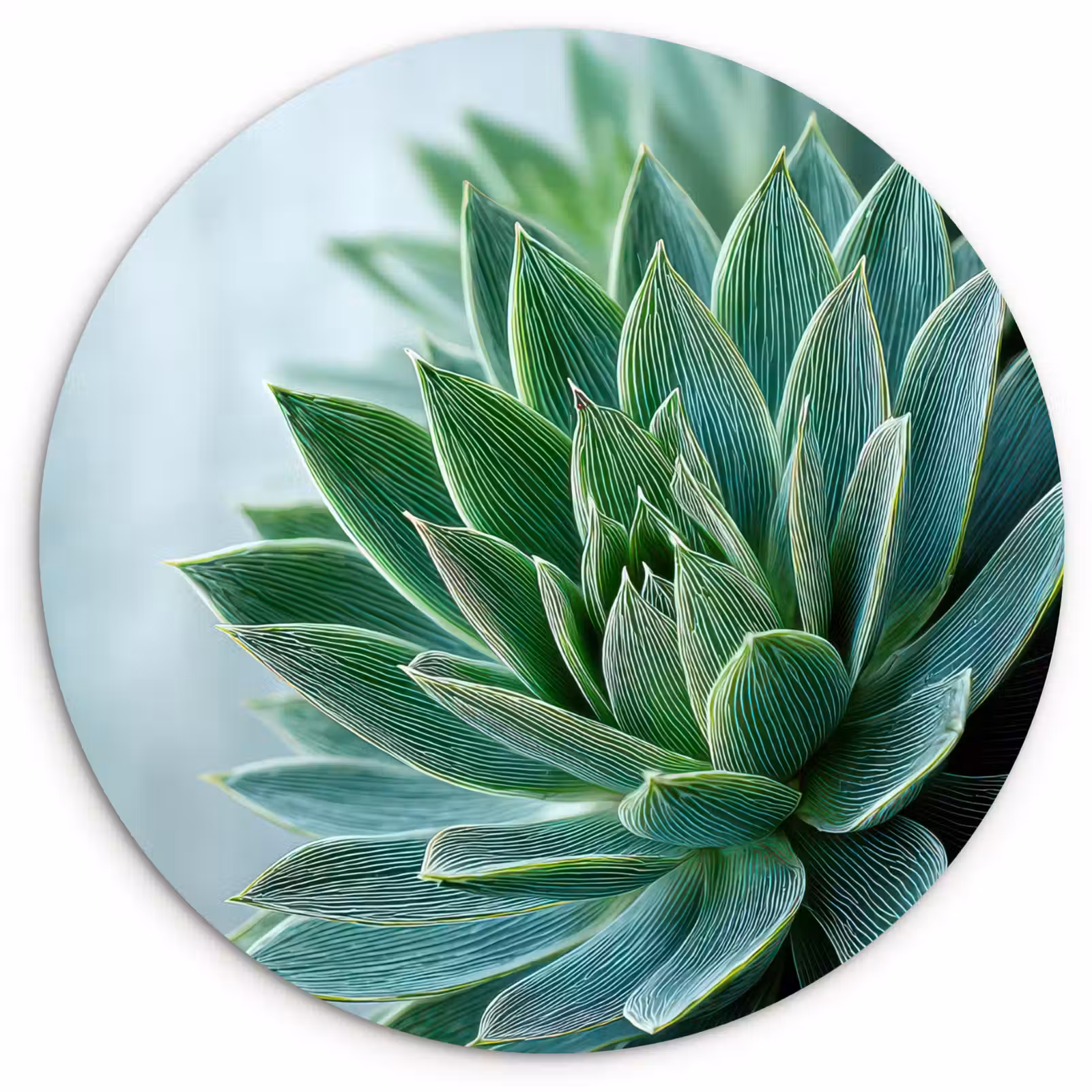 Muurcirkel - Vetplant - Bladeren - Groen - Wazig — 1