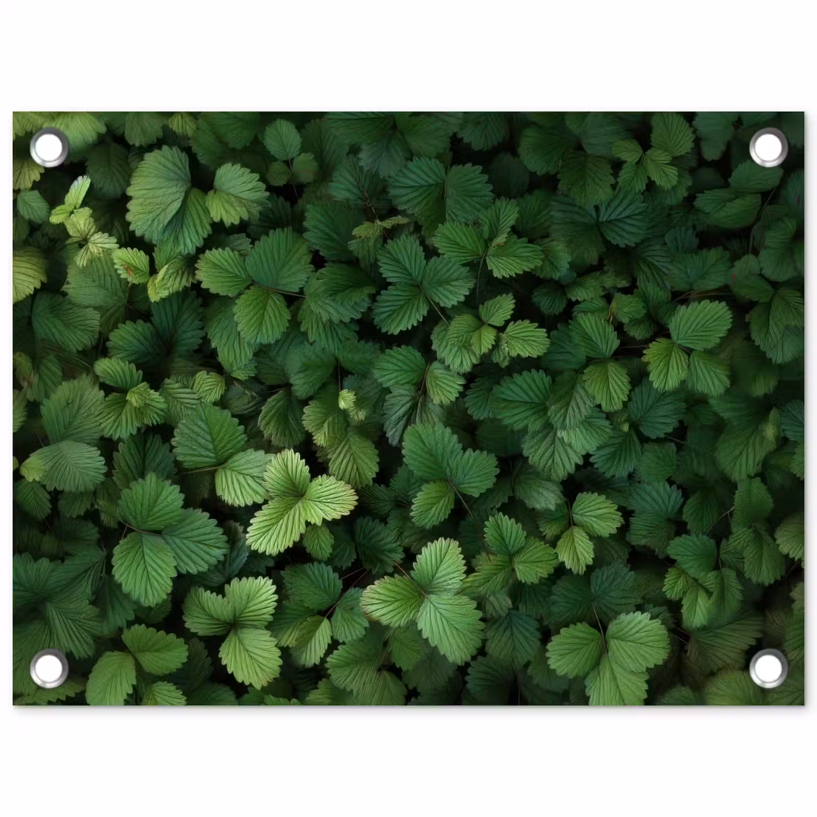 Tuinposter - Groen - Bladeren - Kartel - Zonlicht — 1