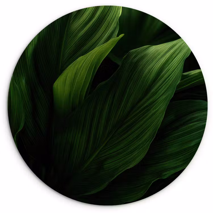 Muurcirkel - Bladeren - Schaduw - Groen - Textuur — 1