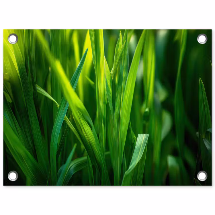 Tuinposter - Grassprieten - Lichtinval - Groen — 1