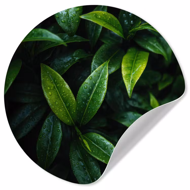 Behangcirkel - Bladeren - Regendruppels - Licht - Groen — 1