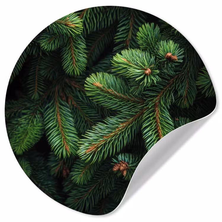 Behangcirkel - Sparrentakken - Knoppen - Naalden - Groen — 1
