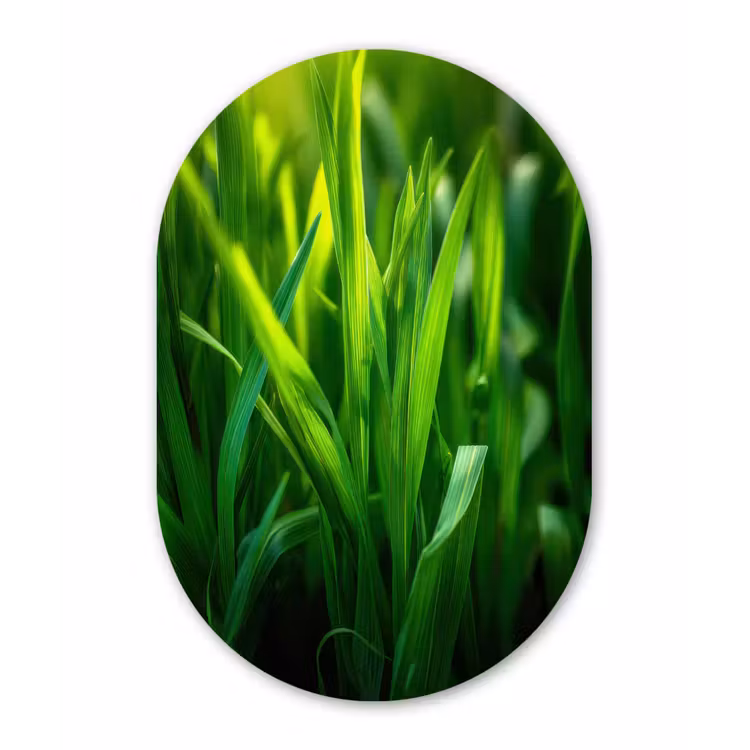 Muurovaal - Grassprieten - Lichtinval - Groen — 3