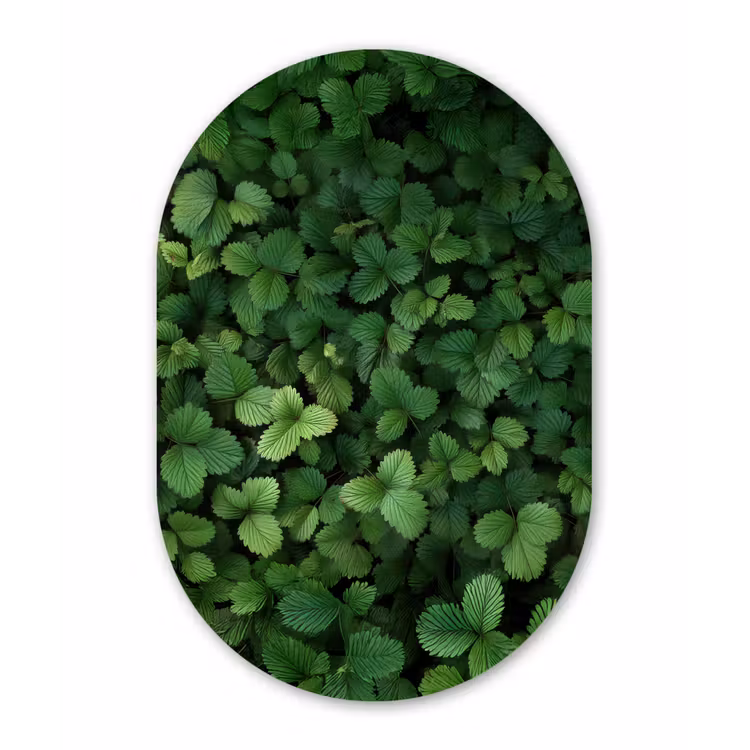Muurovaal - Groen - Bladeren - Kartel - Zonlicht — 2