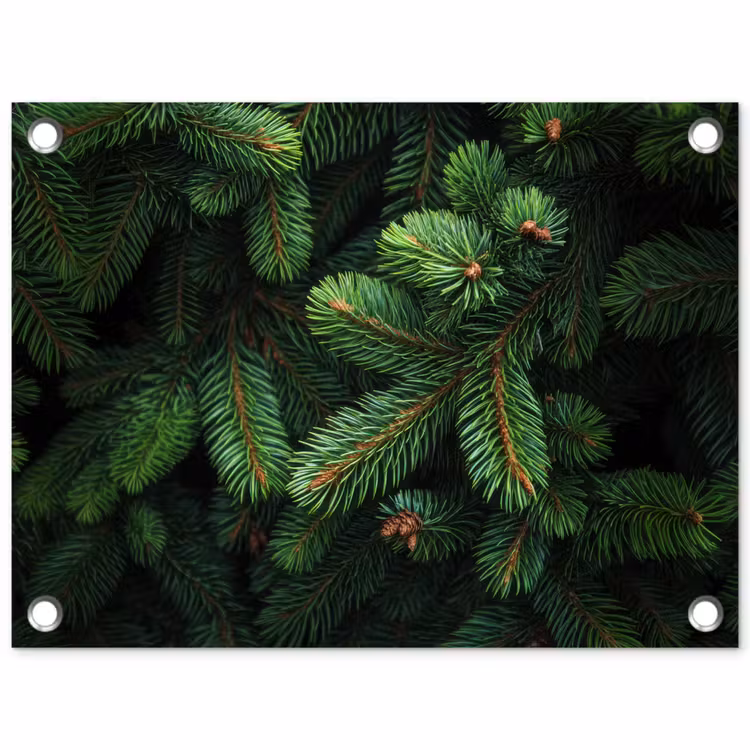 Tuinposter - Sparrentakken - Knoppen - Naalden - Groen — 1