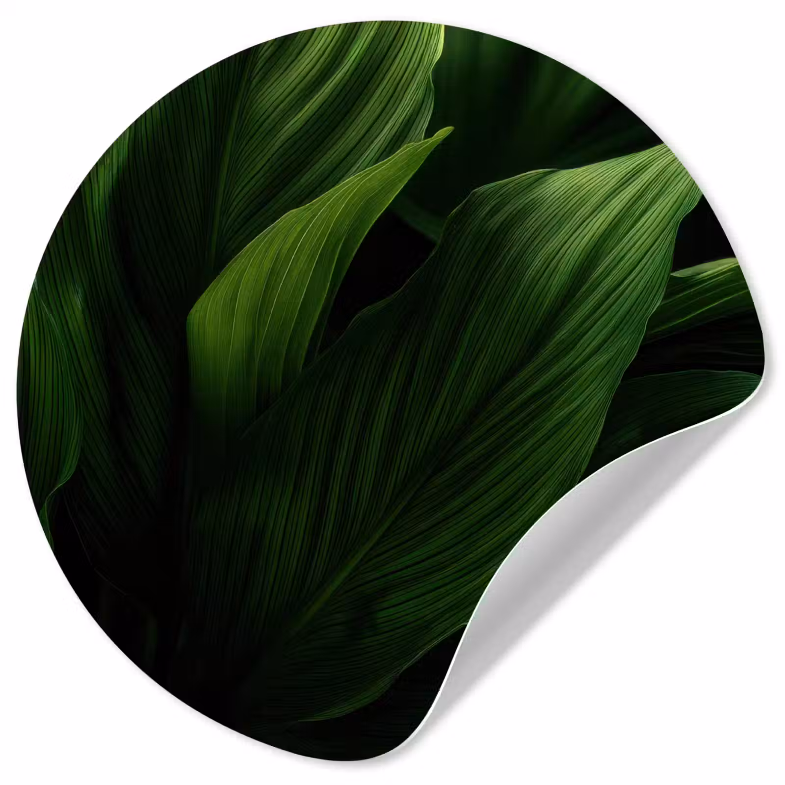Behangcirkel - Bladeren - Schaduw - Groen - Textuur — 1