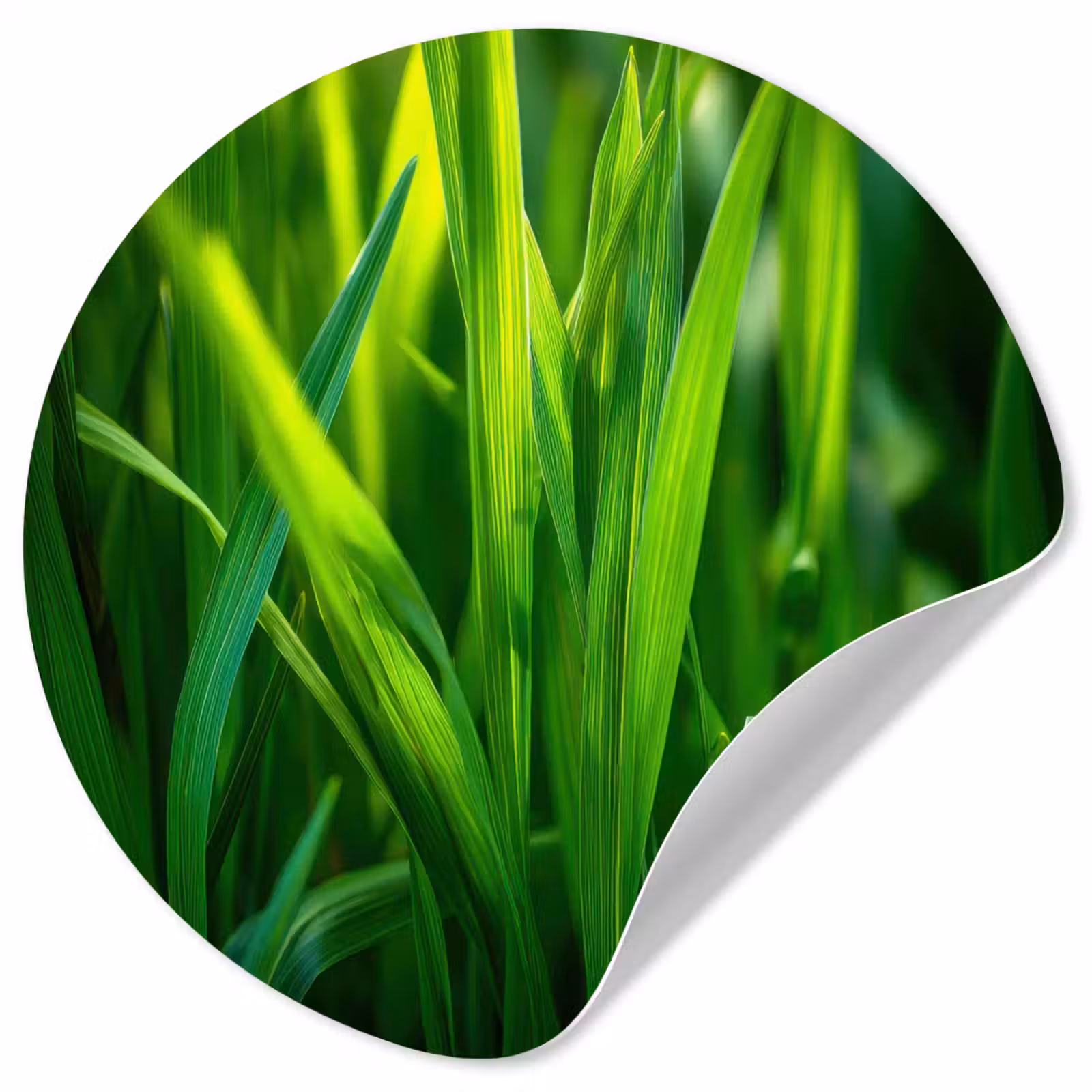 Behangcirkel - Grassprieten - Lichtinval - Groen — 1