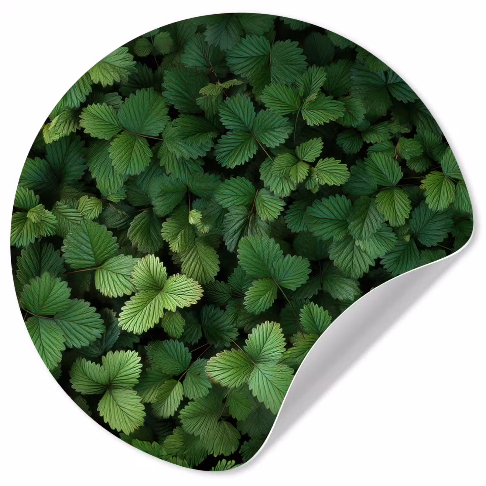 Behangcirkel - Groen - Bladeren - Kartel - Zonlicht — 1