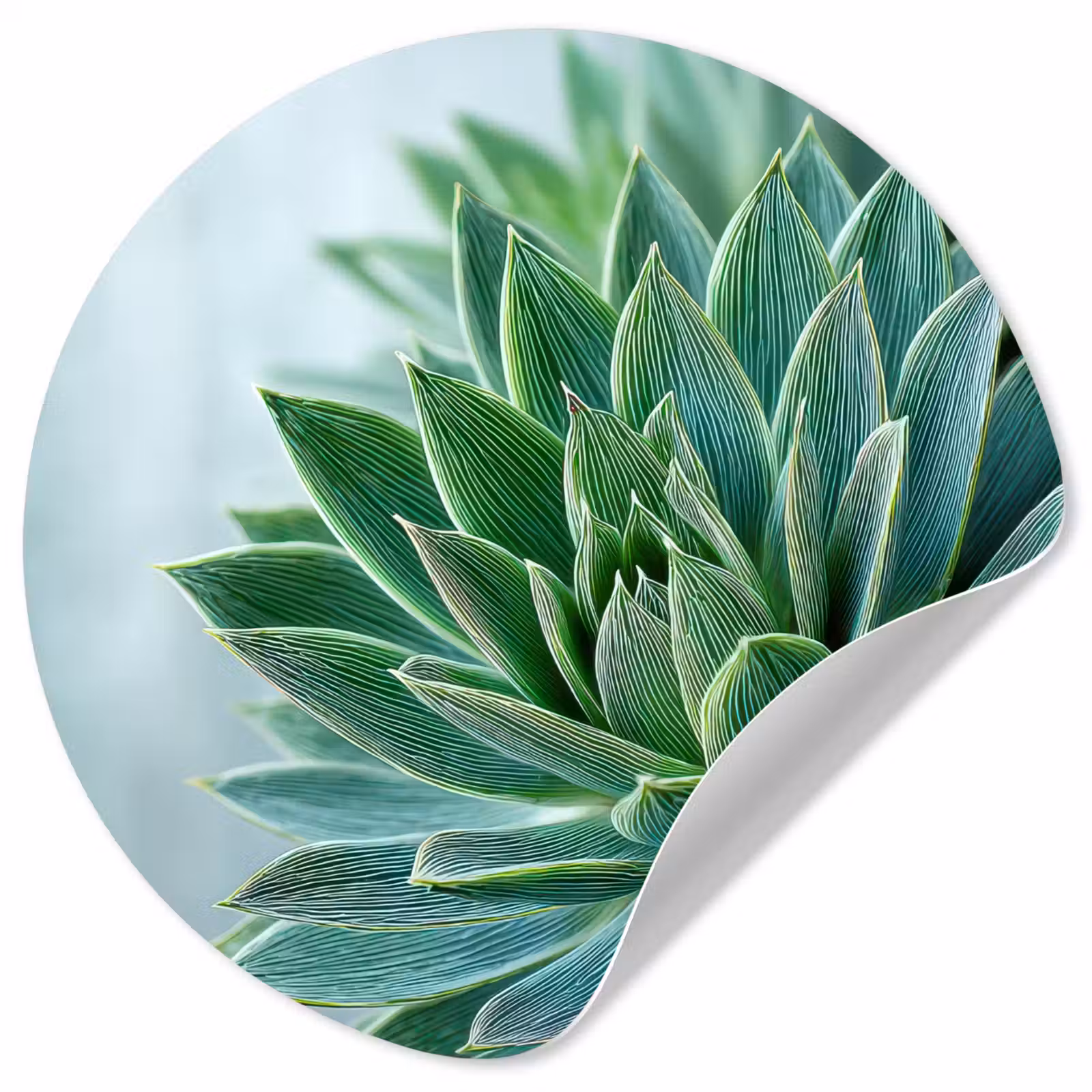 Behangcirkel - Vetplant - Bladeren - Groen - Wazig — 1