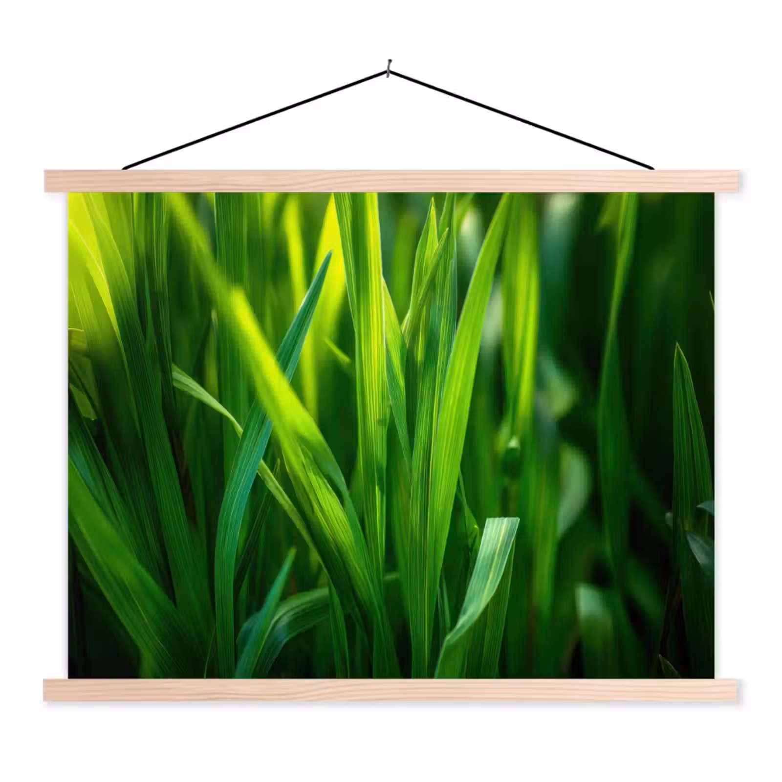 Schoolplaat - Grassprieten - Lichtinval - Groen — 1