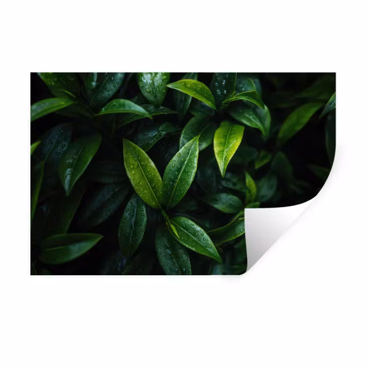 Muursticker - Bladeren - Regendruppels - Licht - Groen — 1