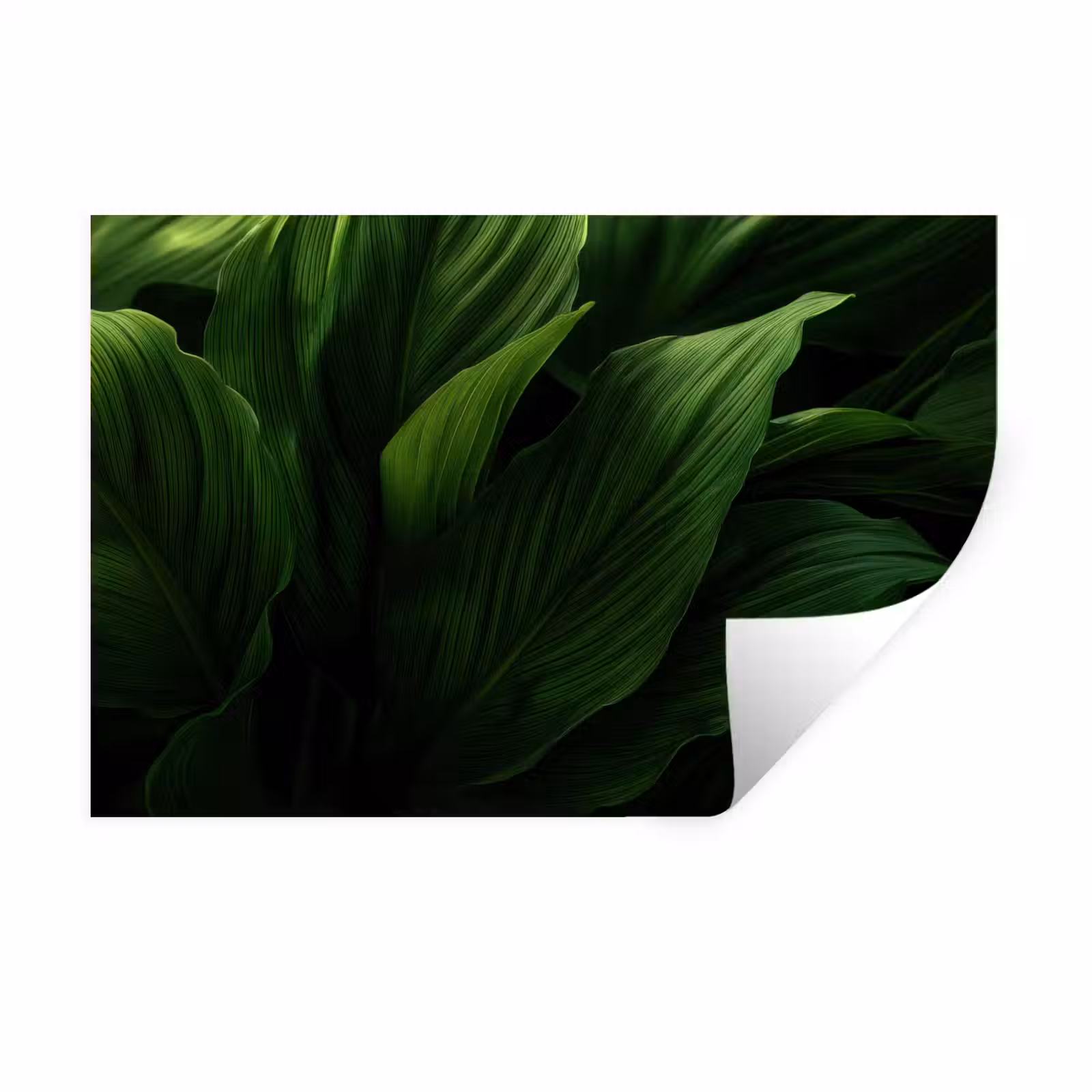 Muursticker - Bladeren - Schaduw - Groen - Textuur — 1