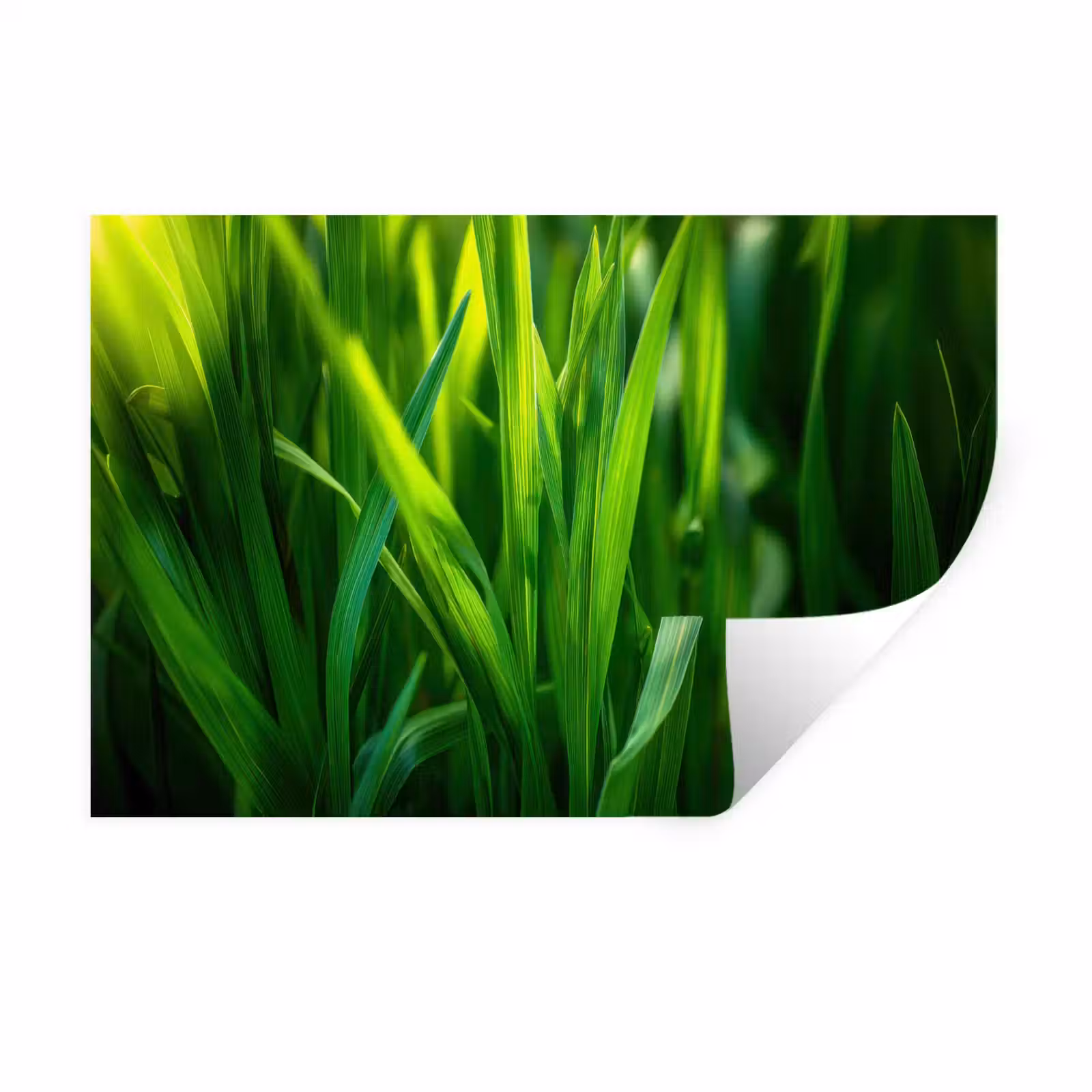 Muursticker - Grassprieten - Lichtinval - Groen — 1