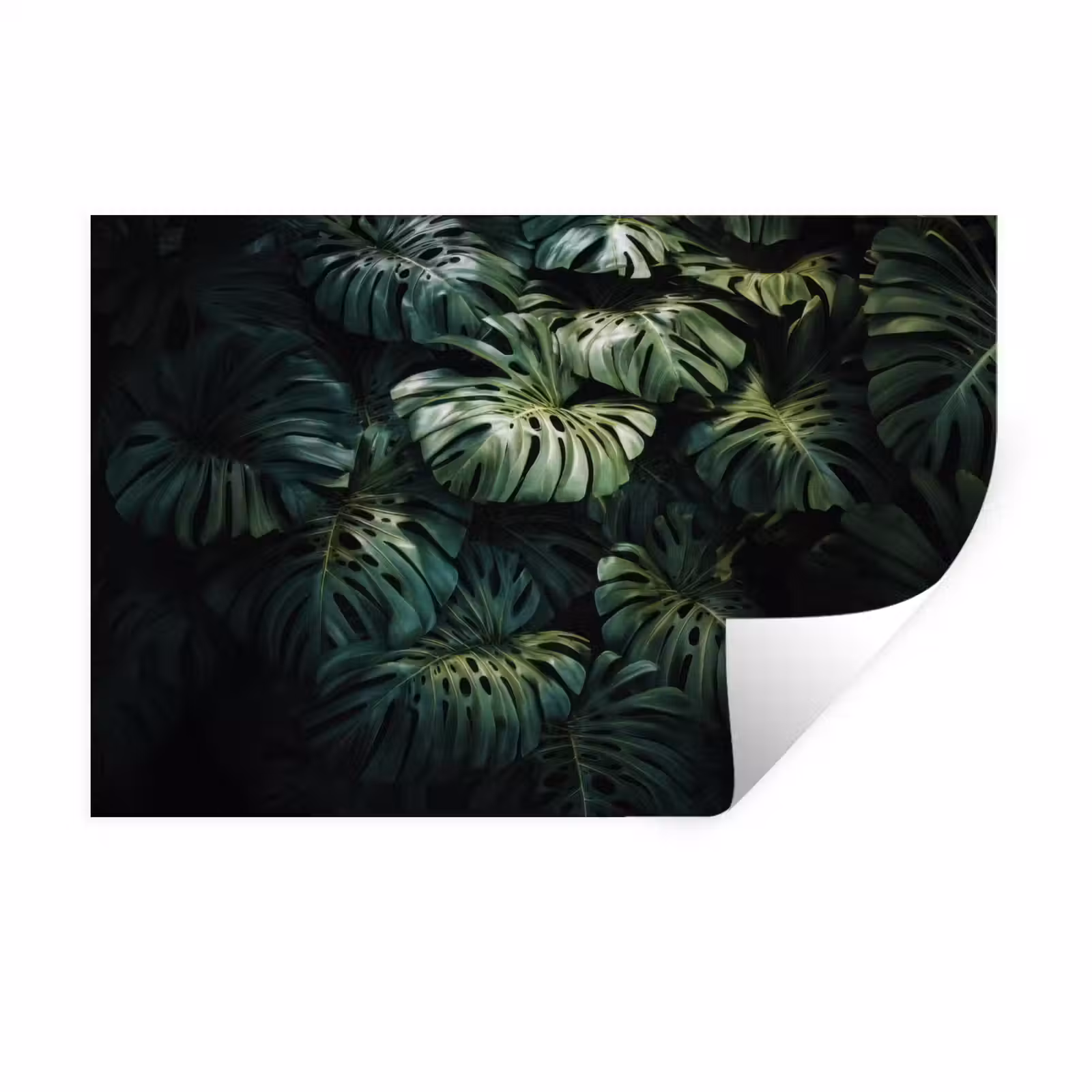 Muursticker - Plant - Monstera - Lichtinval — 1