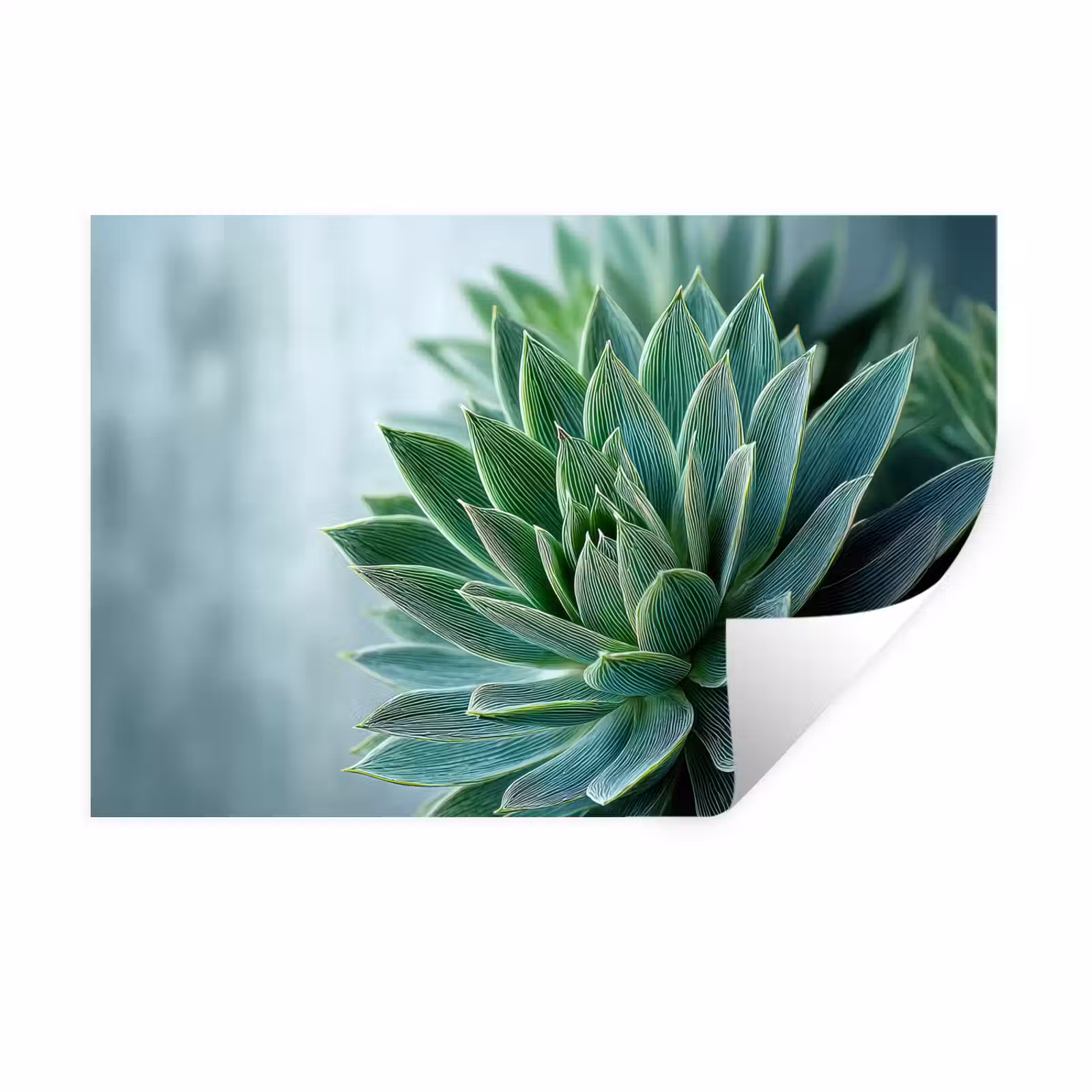 Muursticker - Vetplant - Bladeren - Groen - Wazig — 1