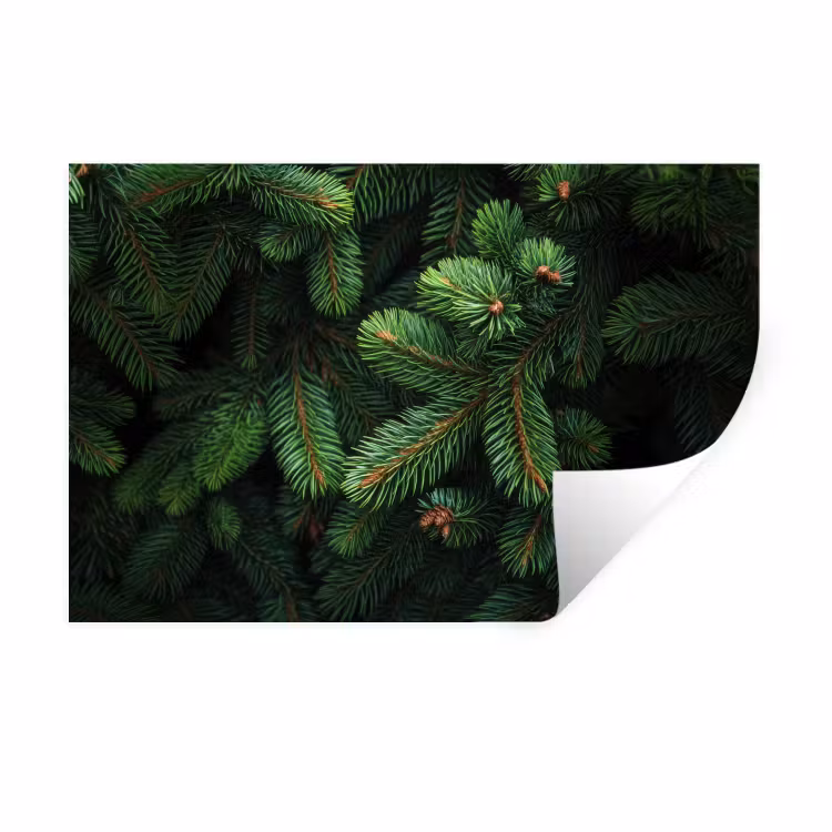 Muursticker - Sparrentakken - Knoppen - Naalden - Groen — 1