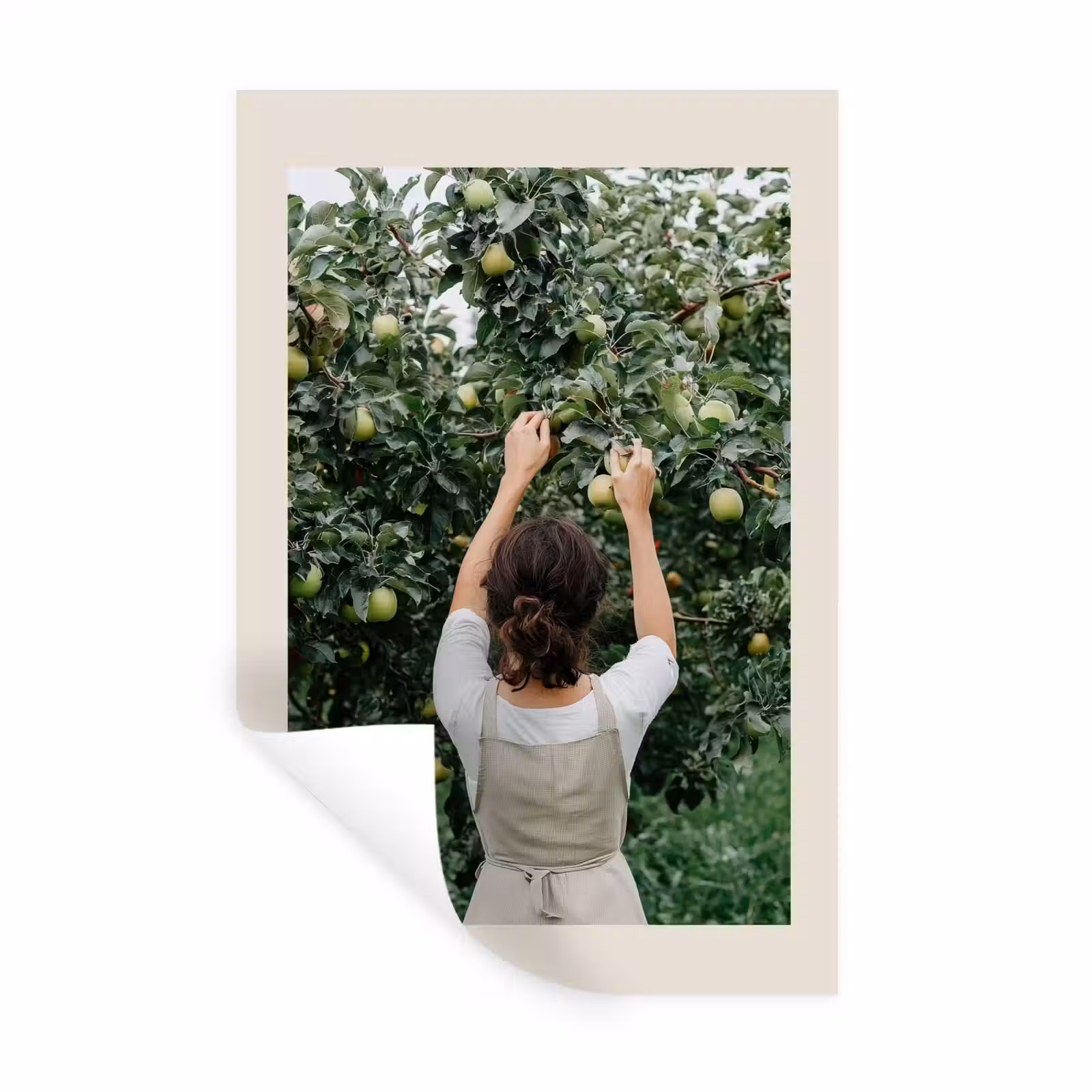 Muursticker - Boom - Appels - Plukken - Natuur — 1