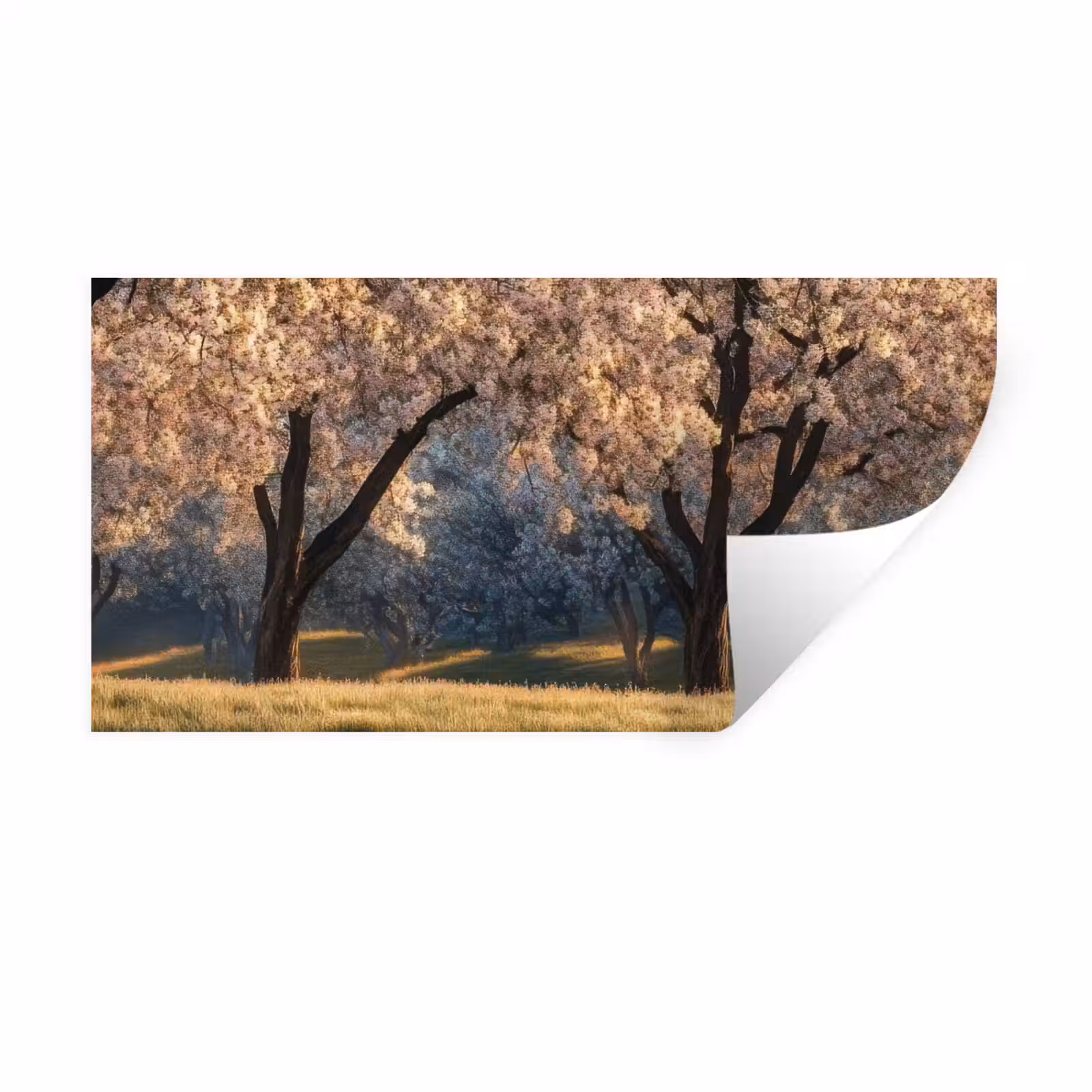 Muursticker - Bomen - Bloesem - Lente — 1