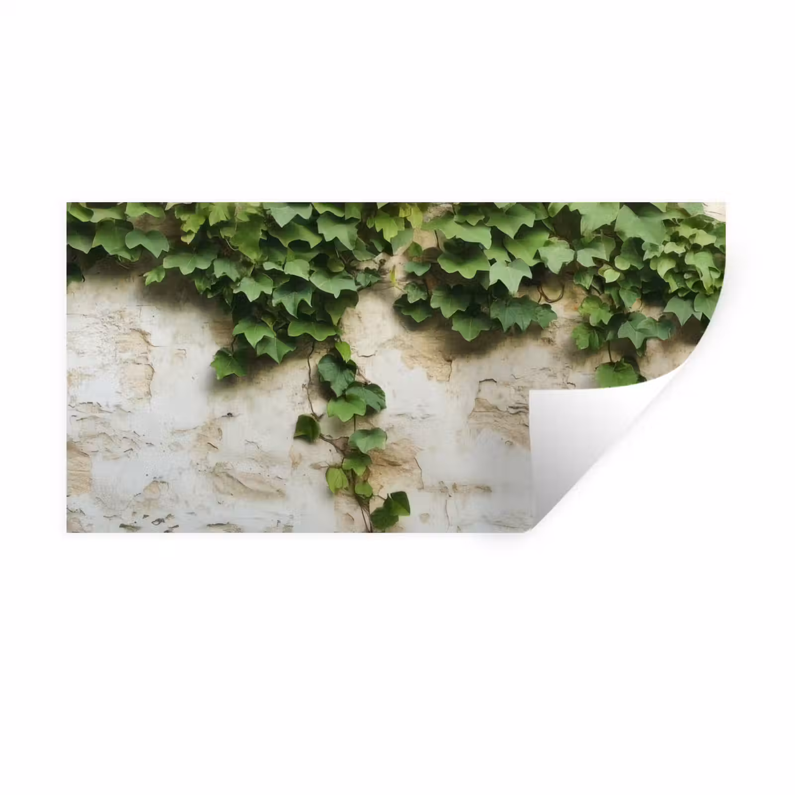 Muursticker - Klimop - Muur - Groen — 1