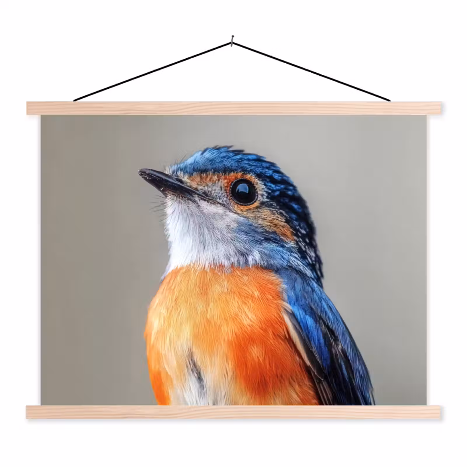 Schoolplaat - Kleurrijk - Vogeltje - Veren - Blauw — 1