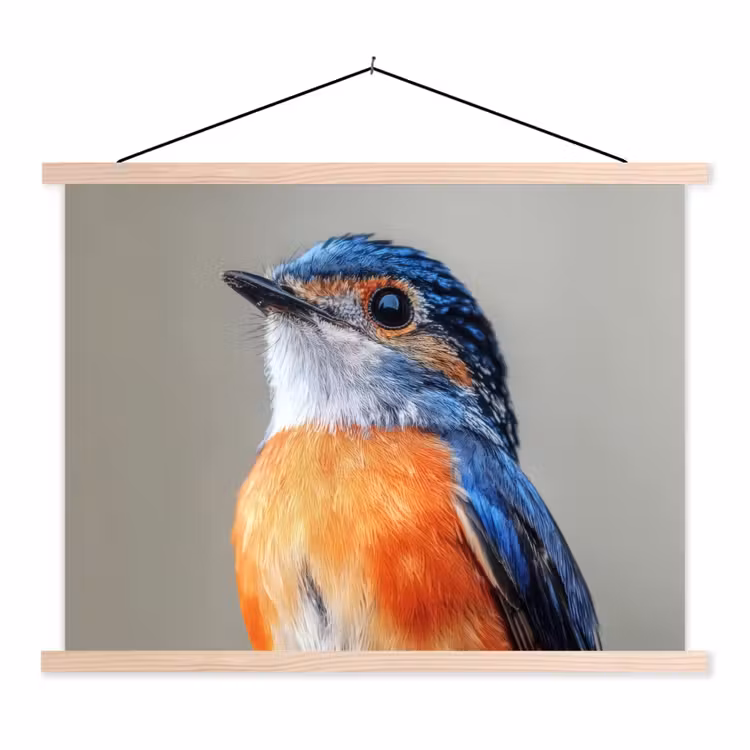 Schoolplaat - Kleurrijk - Vogeltje - Veren - Blauw — 1