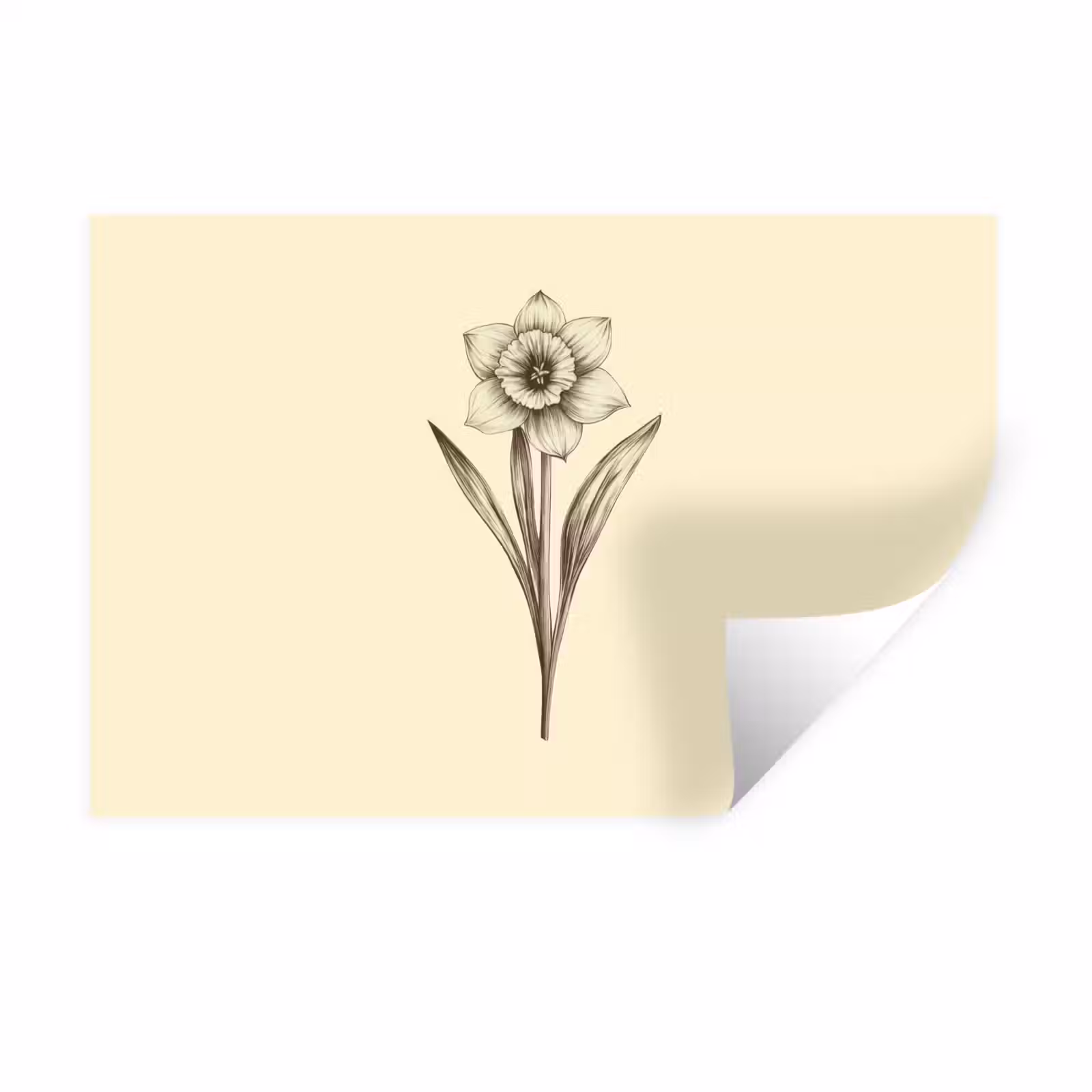 Muursticker - Zwart - Narcis - Illustratie — 1