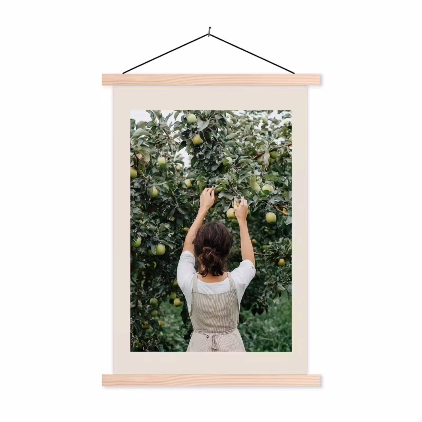 Schoolplaat - Boom - Appels - Plukken - Natuur — 1