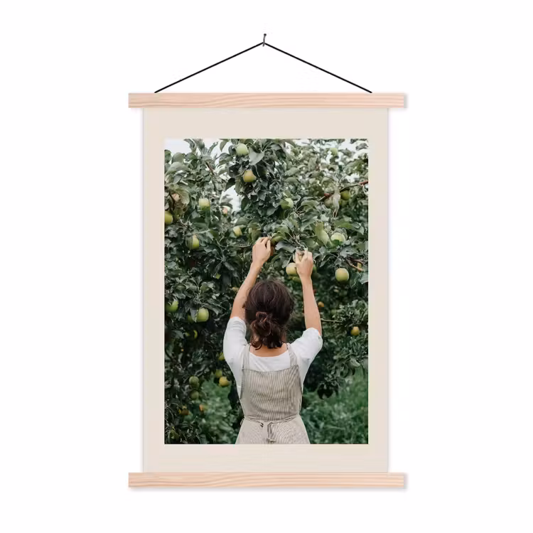 Schoolplaat - Boom - Appels - Plukken - Natuur — 1