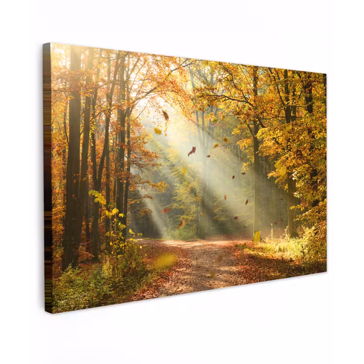 Buiten canvas - Bos - Bomen - Herfst - Zon - Herfstbladeren - Natuur — 1